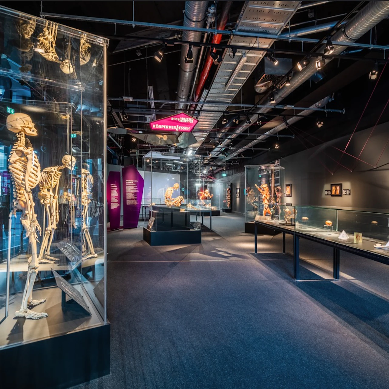 BODY WORLDS Berlin - The First Museum of BODY WORLDS in Berlin β Tiqets
