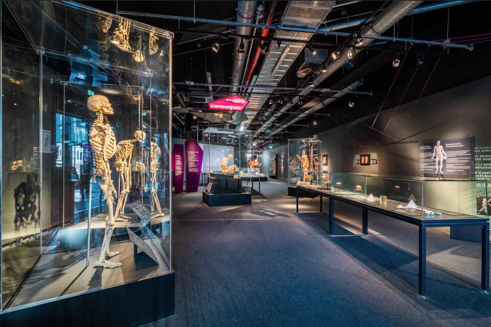View into the museum, first topic musculoskeletal system