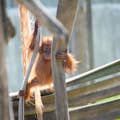 Orangután en el zoo de Amnéville