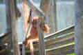 Orangutan στο ζωολογικό κήπο Amnéville