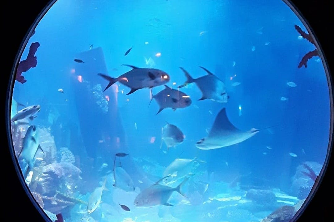 Emaar Aquarium & Underwater Zoo