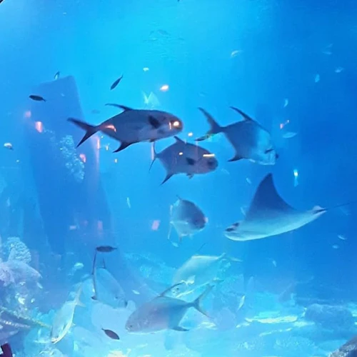 Istambul: ingresso para o Emaar Aquarium & Underwater Zoo - Photo 8