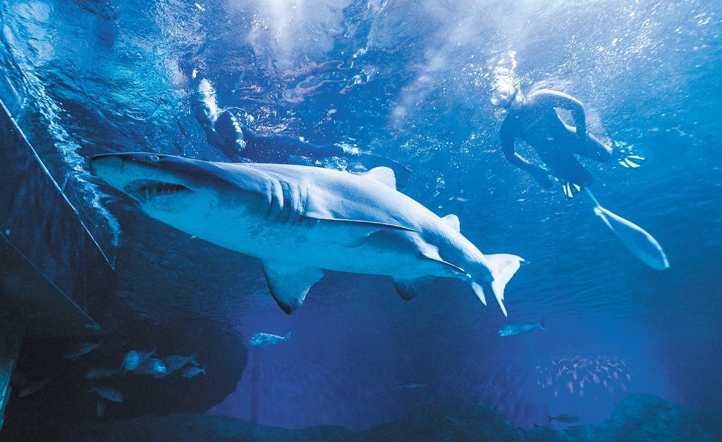 Snorkel With Sharks at AQWA