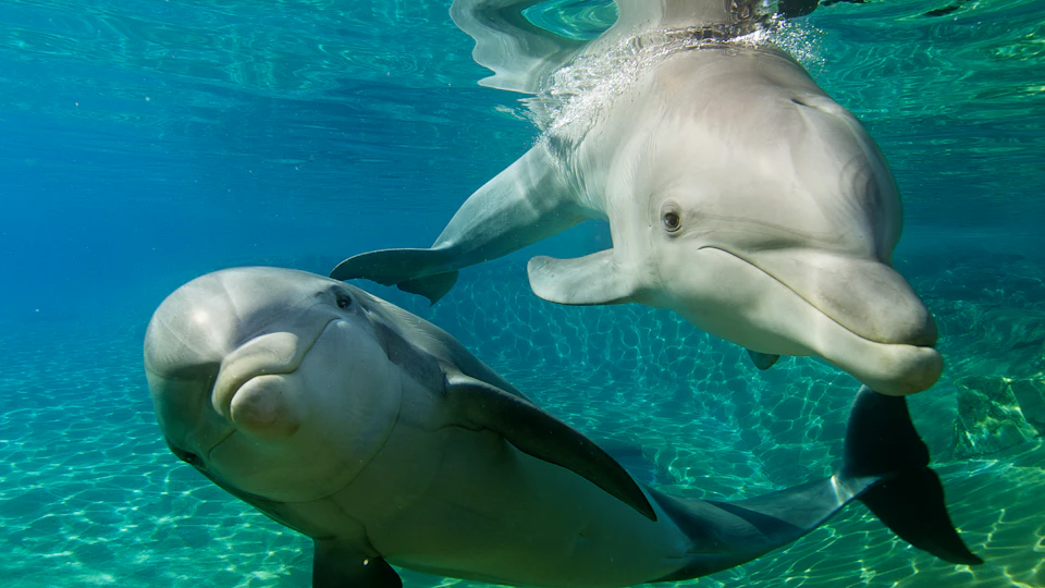 Two dolphins swimming underwater in clear, blue water, with sunlight reflecting off their bodies.