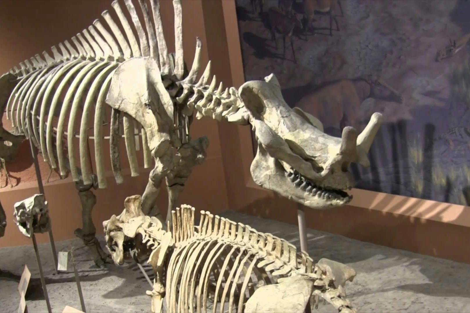 Smithsonian-Nationalmuseum für Naturgeschichte