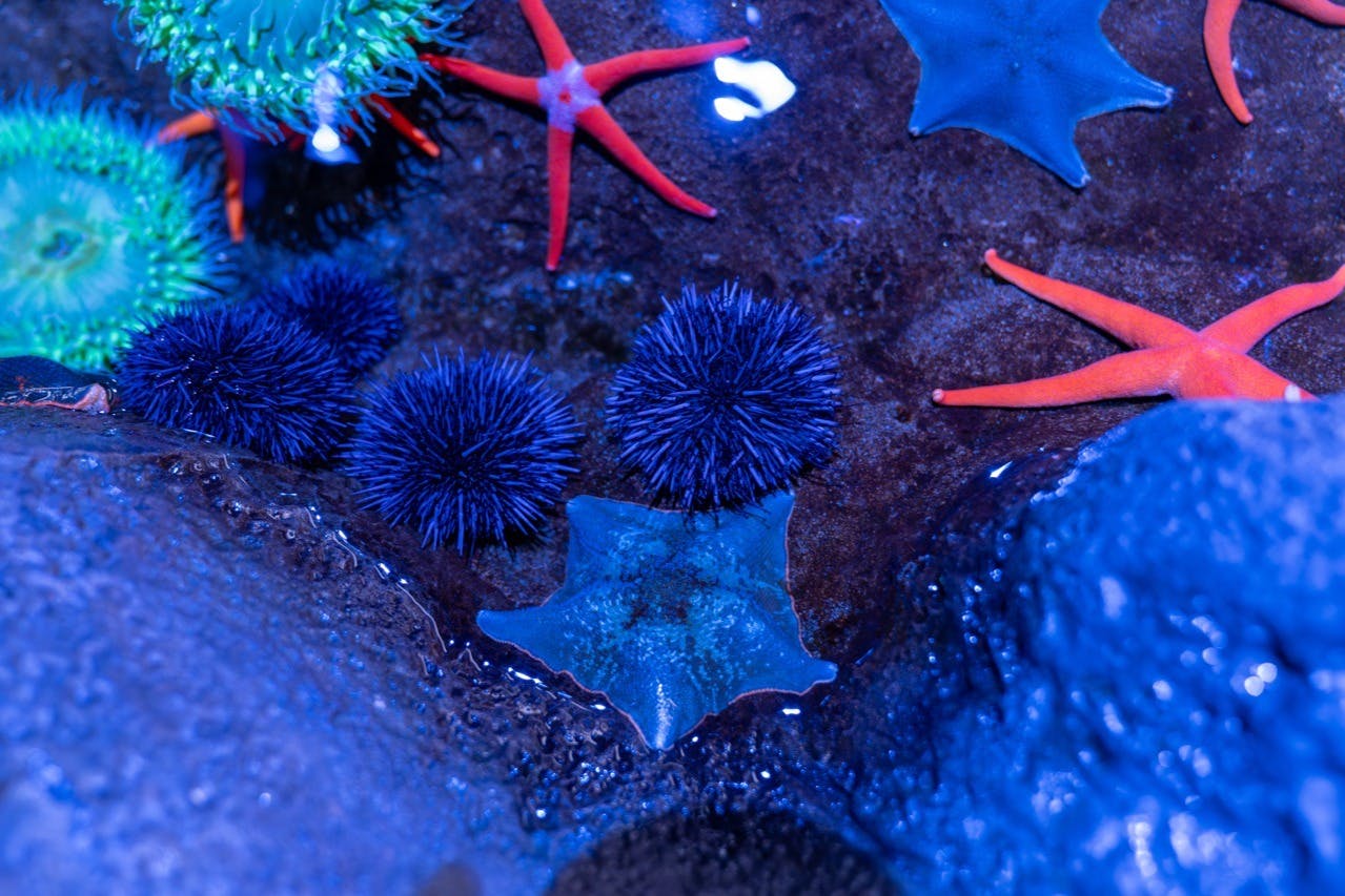 La vie marine colorée comprend des étoiles de mer, des oursins et des anémones dans une scène sous-marine vibrante.