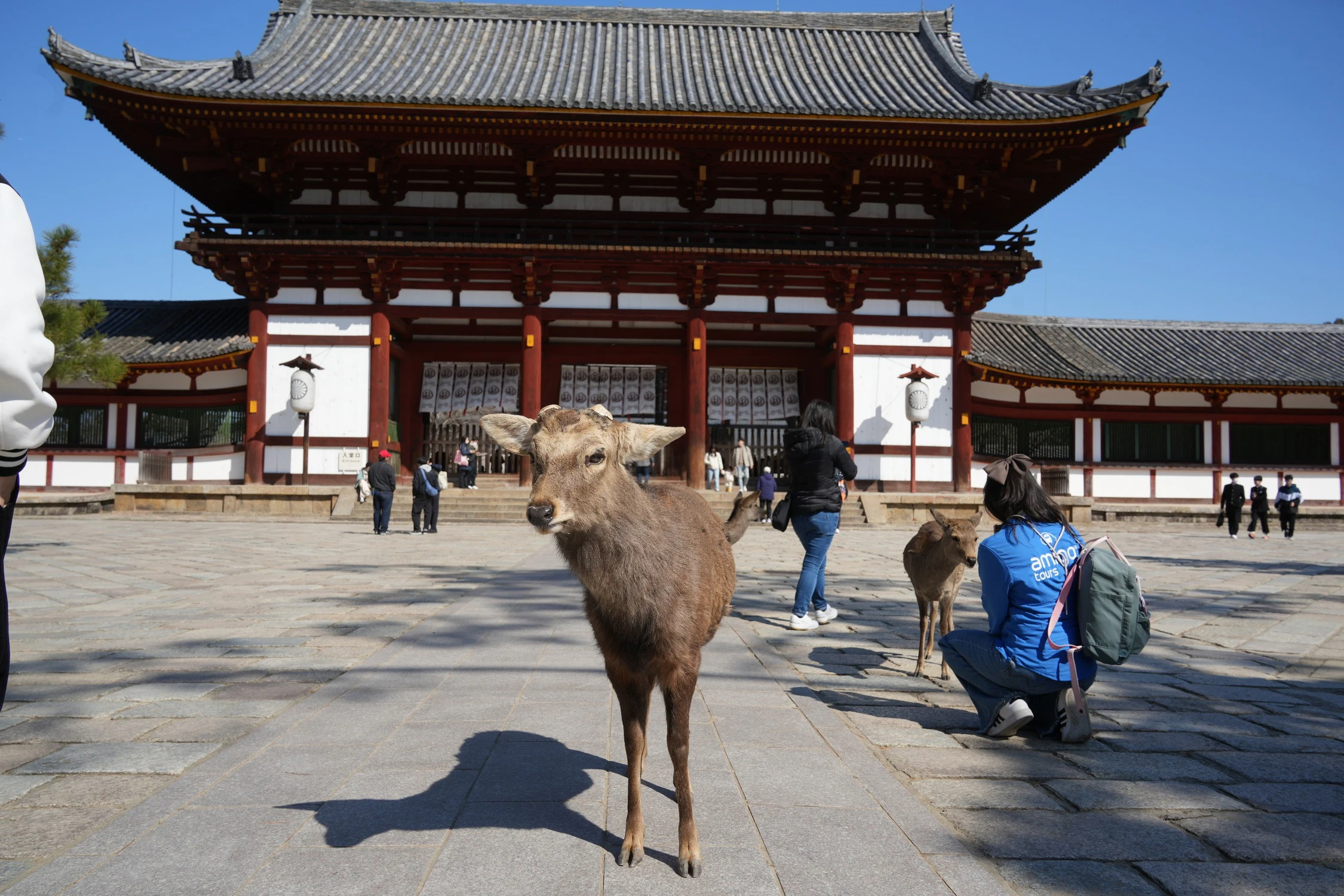 Nara Park, Kobe & Osaka: Guided Tour from Kyoto