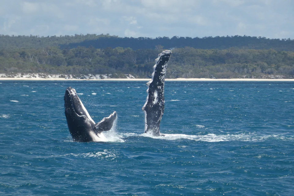 Two whale fins breaching above the ocean surface near a forested shoreline under a partly cloudy sky.