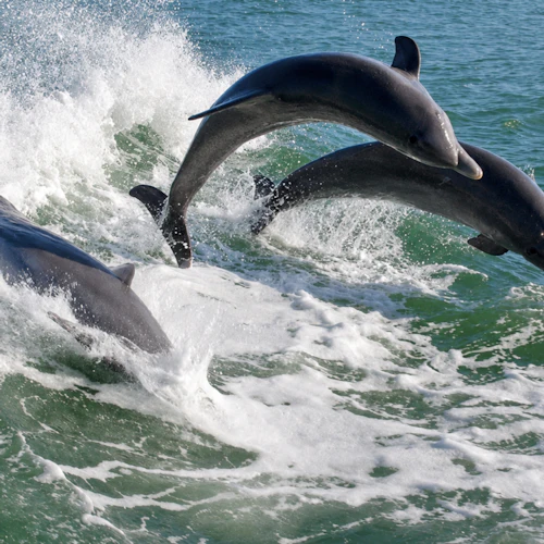 Área da praia de St. Pete: Dolphin Racer Speedboat Adventure - Photo 11