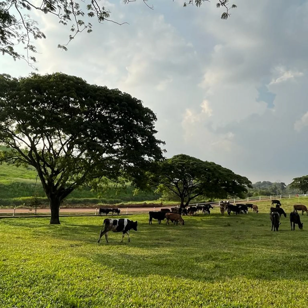 Cows grazing on a grassy field under large trees, with a cloudy sky and distant landscape in the background.