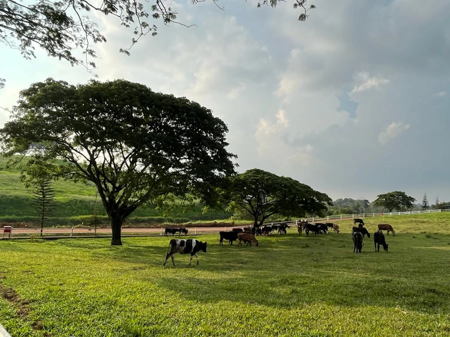 Billetter til Farm Fresh@ UPM i Seri Kembangan (malaysiere)