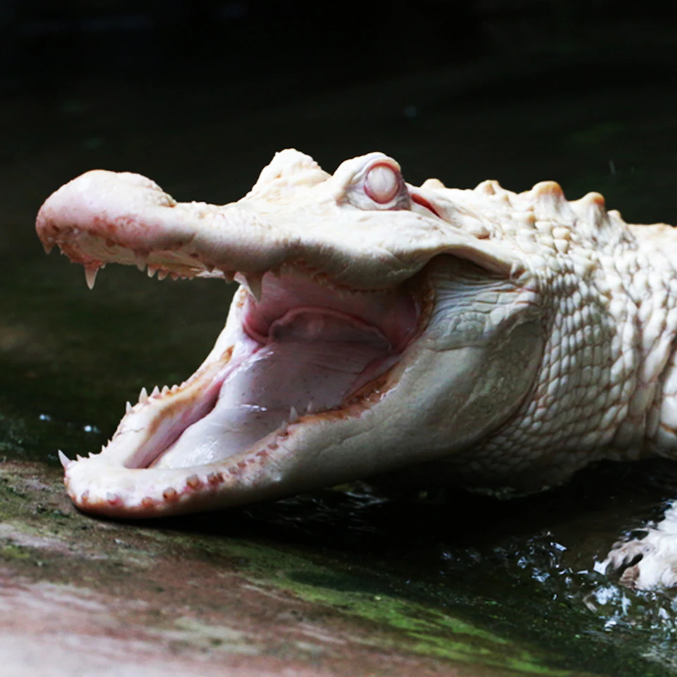 A white alligator with its mouth wide open, showing its sharp teeth, near the edge of a body of water.