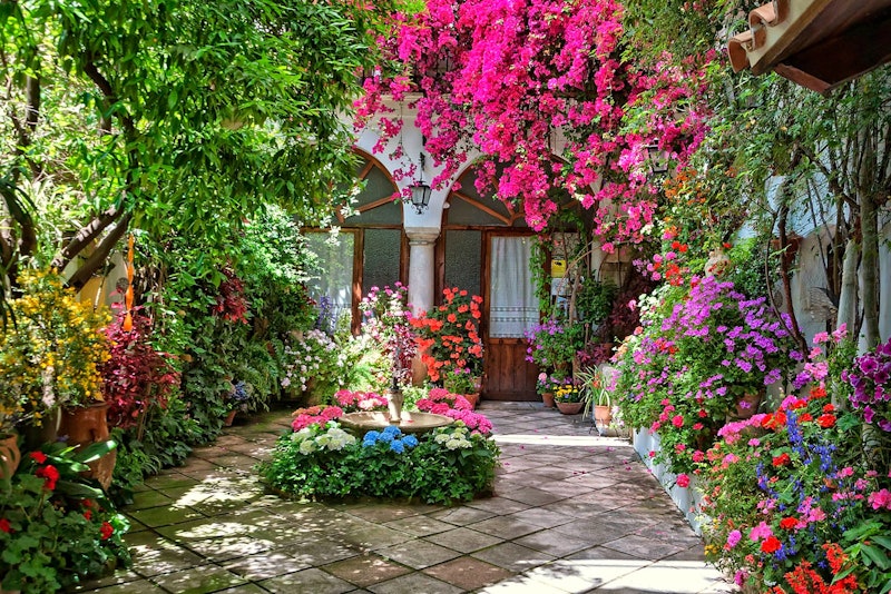 Flores en los patios de Córdoba: geranios, buganvillas y jazmines en los patios históricos