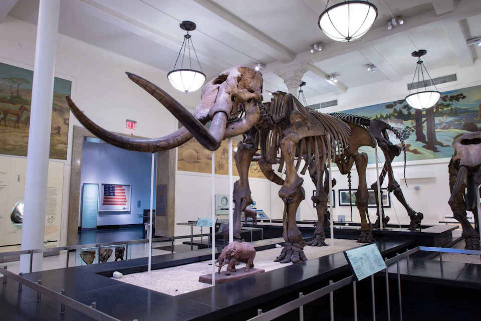 A large mammoth skeleton displayed in a museum, accompanied by a smaller mammoth model. Other exhibits and an American flag are visible.