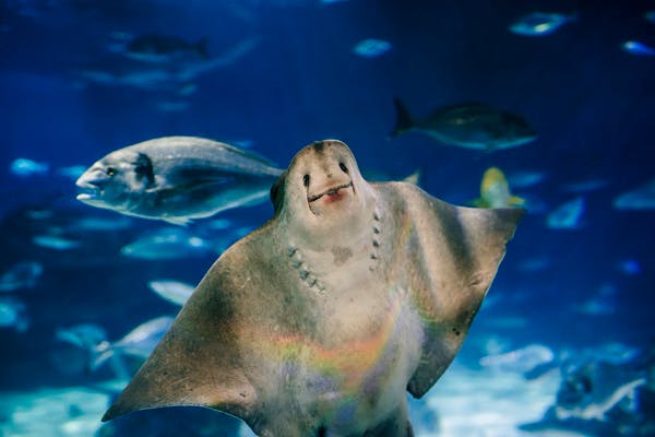 다양한 물고기로 둘러싸인 수족관에서 물로 가득한 푸른색 배경을 배경으로 수영하는 가오리.