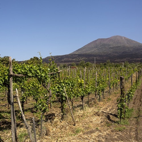 Bodega Cantina del Vesuvio Russo