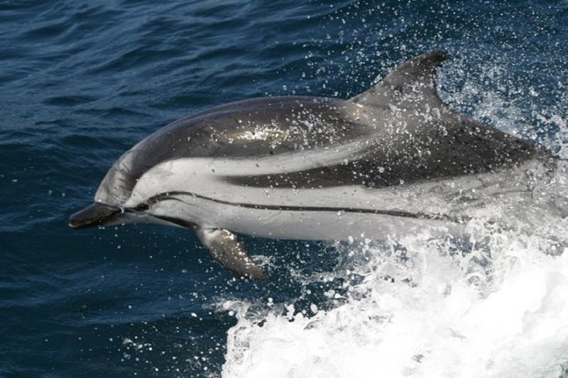 A dolphin jumping out of the ocean, surrounded by splashing water.