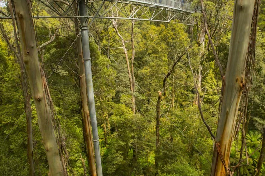 Otway Fly Baumkronen-Abenteuer: Baumkronen-Spaziergang — 8