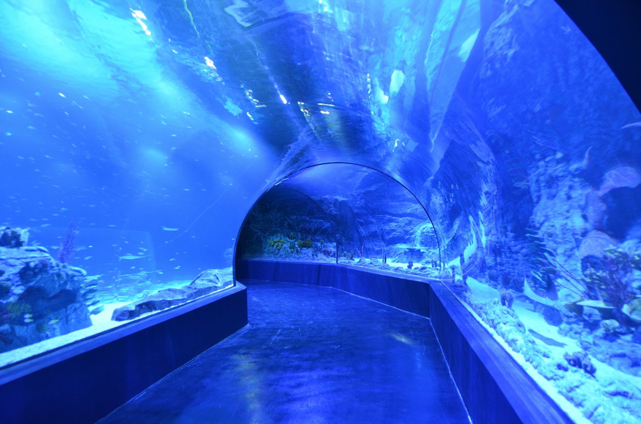 Atlantis Aquarium: Salta la Coda - Alloggi in Madrid