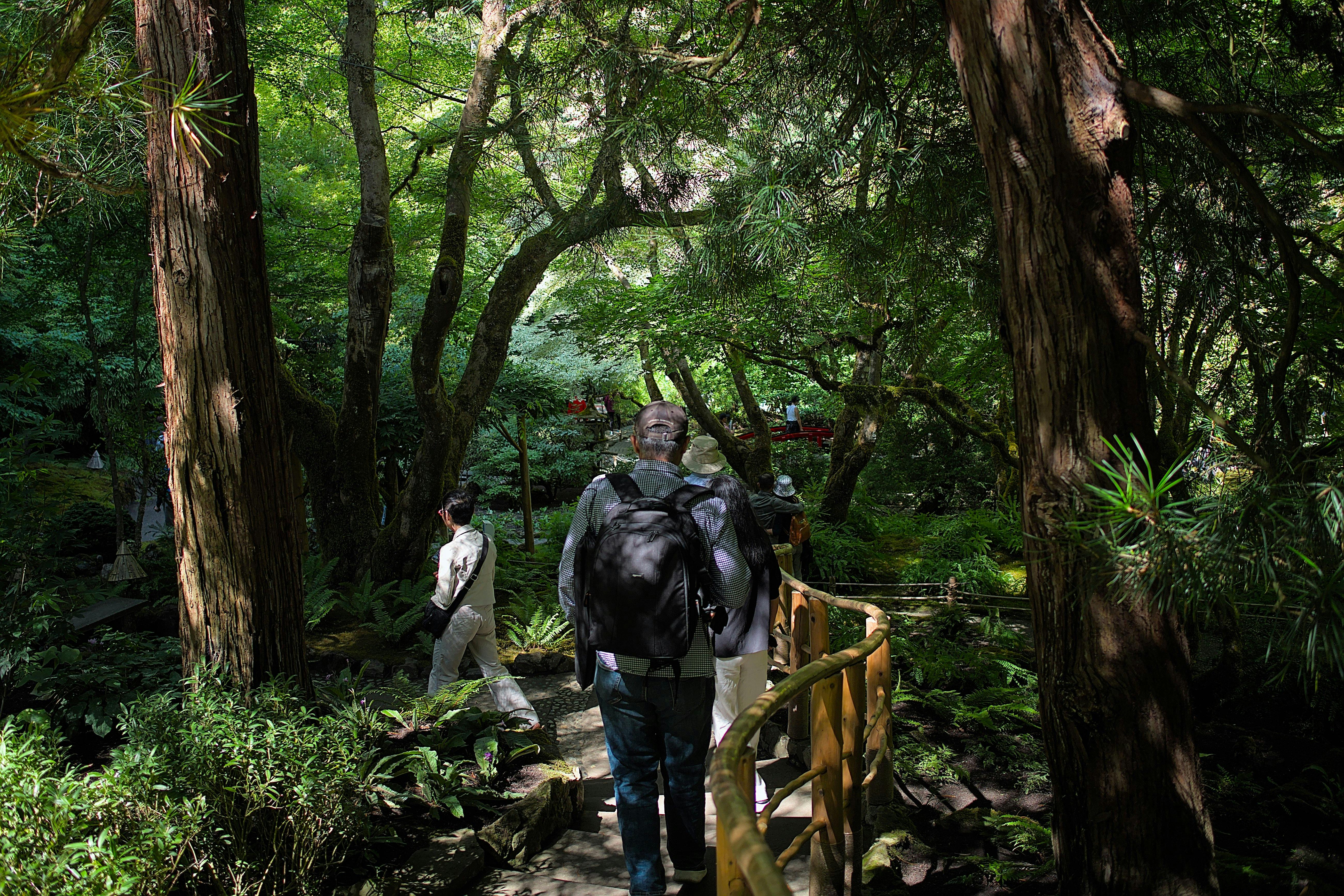 Άτομα με σακίδια περπατούν σε ένα σκιερό μονοπάτι σε ένα πυκνό, καταπράσινο δάσος με μεγάλα δέντρα και άφθονο φύλλωμα.