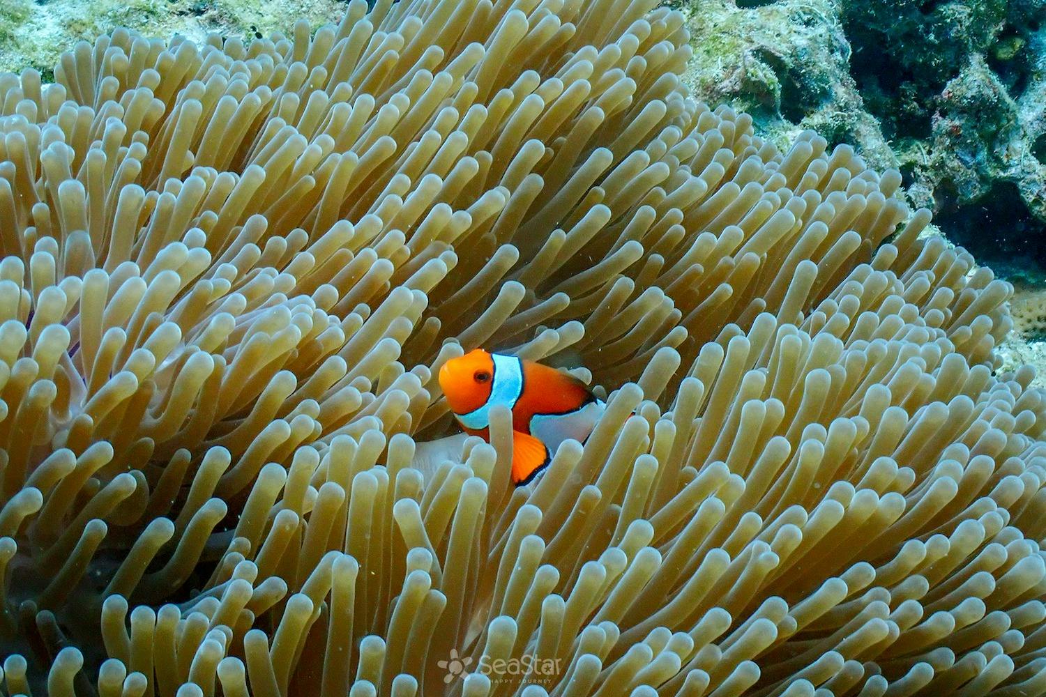 Snorkel and discover an underwater paradise