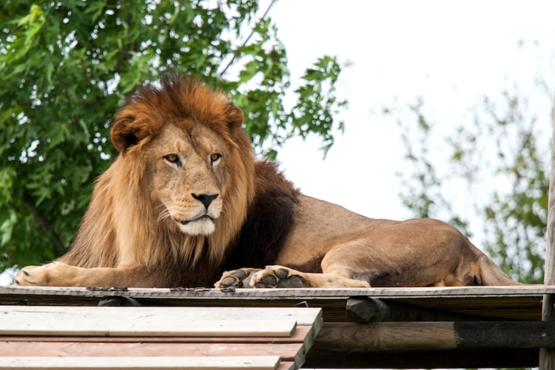 Lion