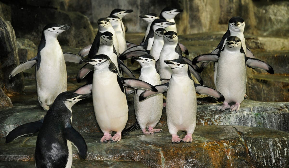 A group of penguins standing on rocky ground, some with wings extended, in an indoor environment.