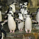 Central Park Zoo