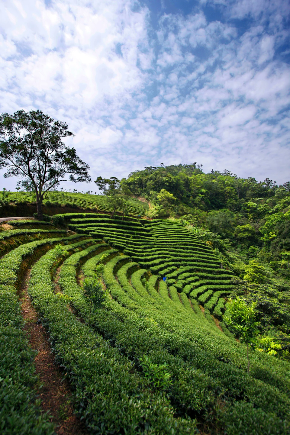 Hillside with lush green terraced fields under a partly cloudy sky, surrounded by dense forest and a few scattered trees.