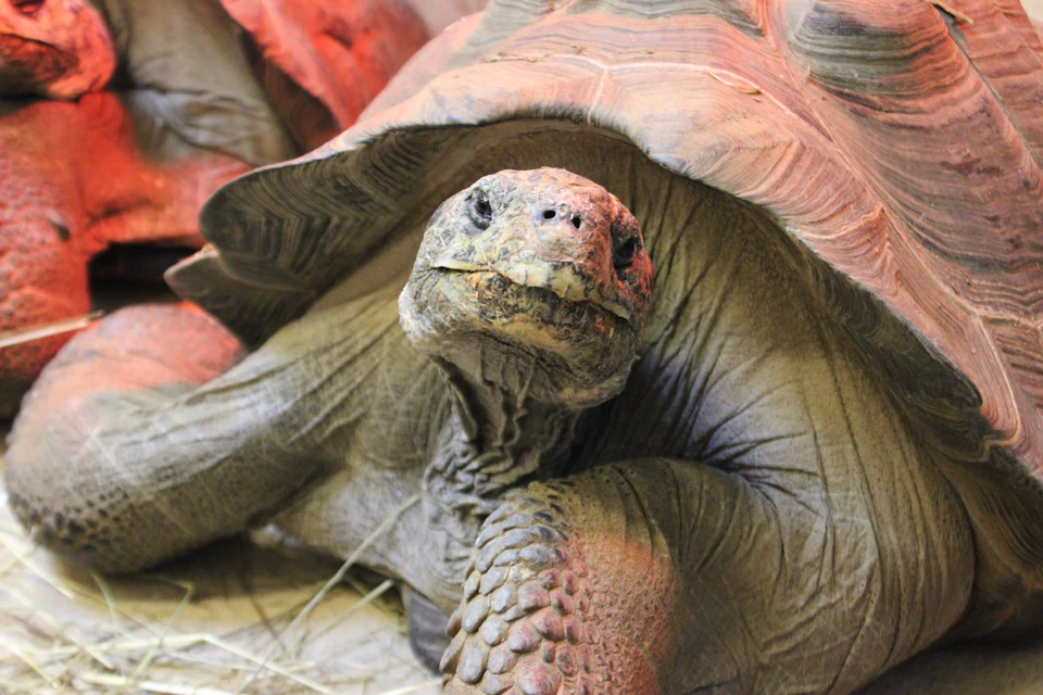 Galapagos Tortoise