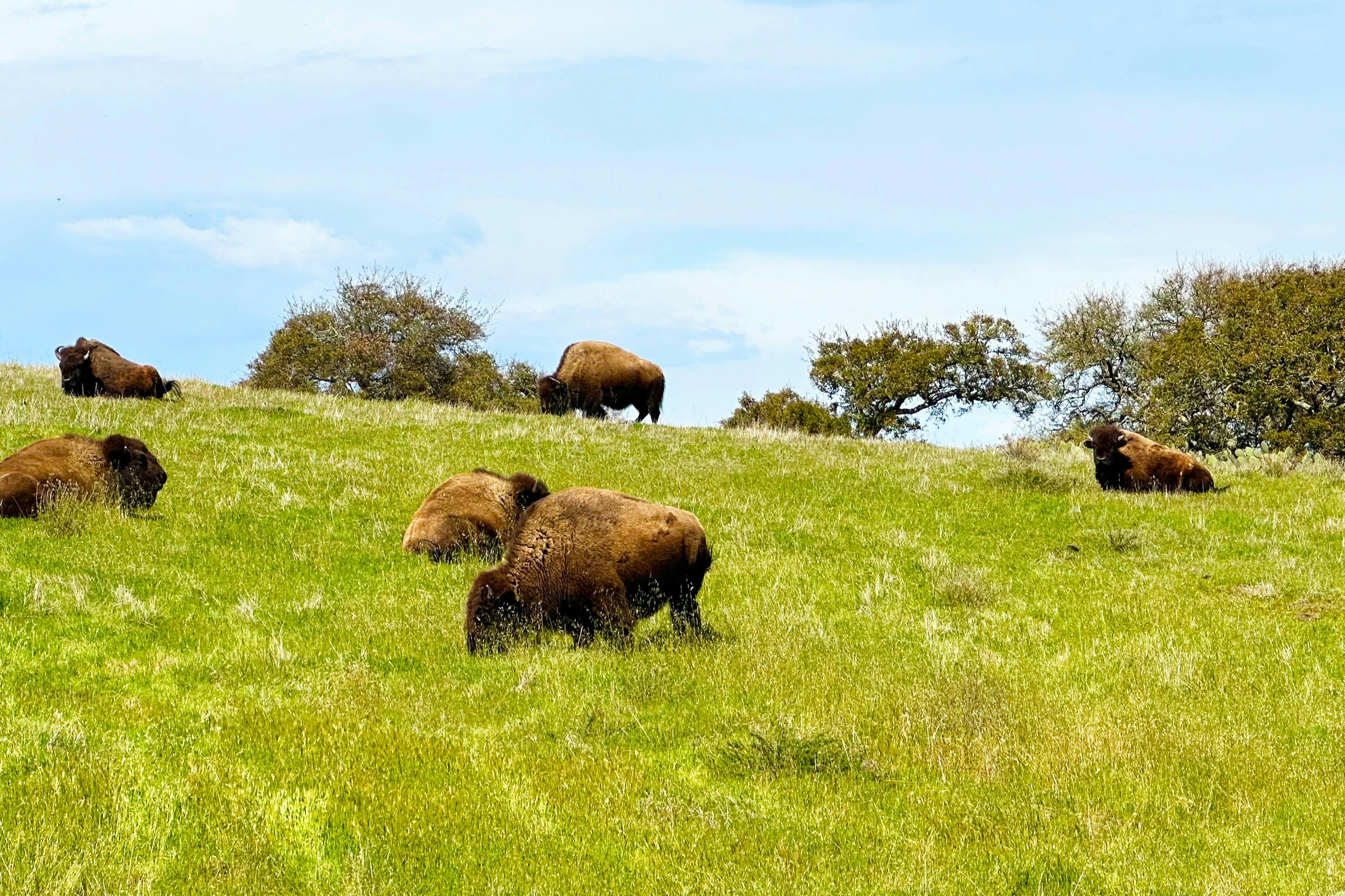 Santa Catalina Island: Guided Safari Tour