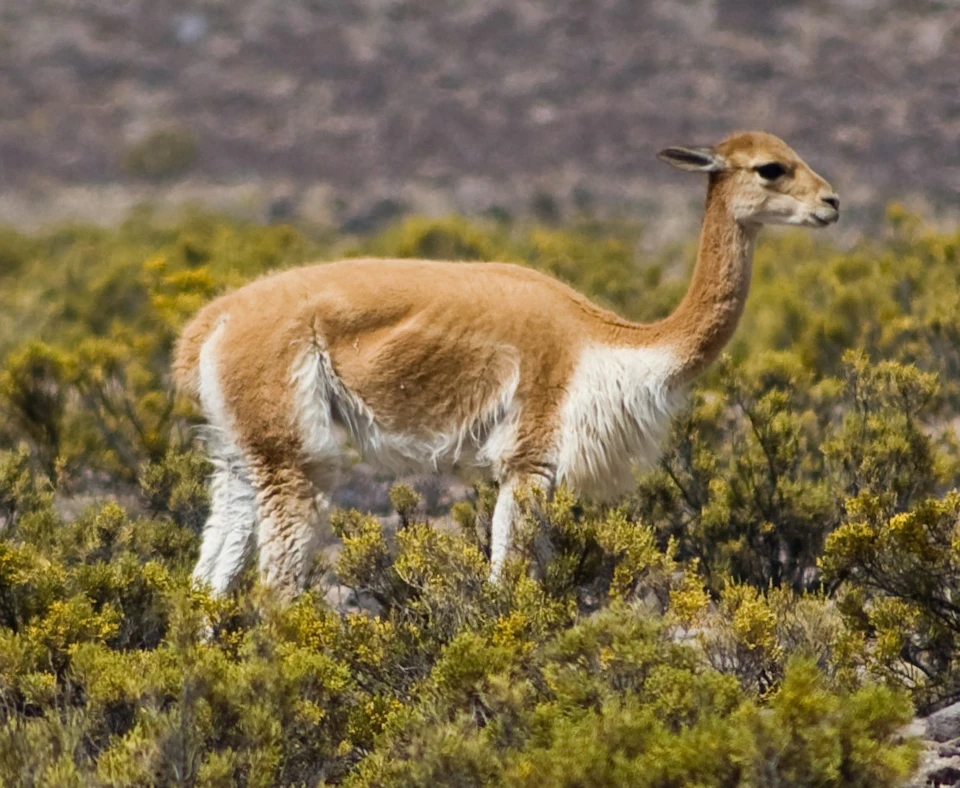 A vicuña stands in a grassy, shrub-dotted landscape with a blurry, mountainous background.