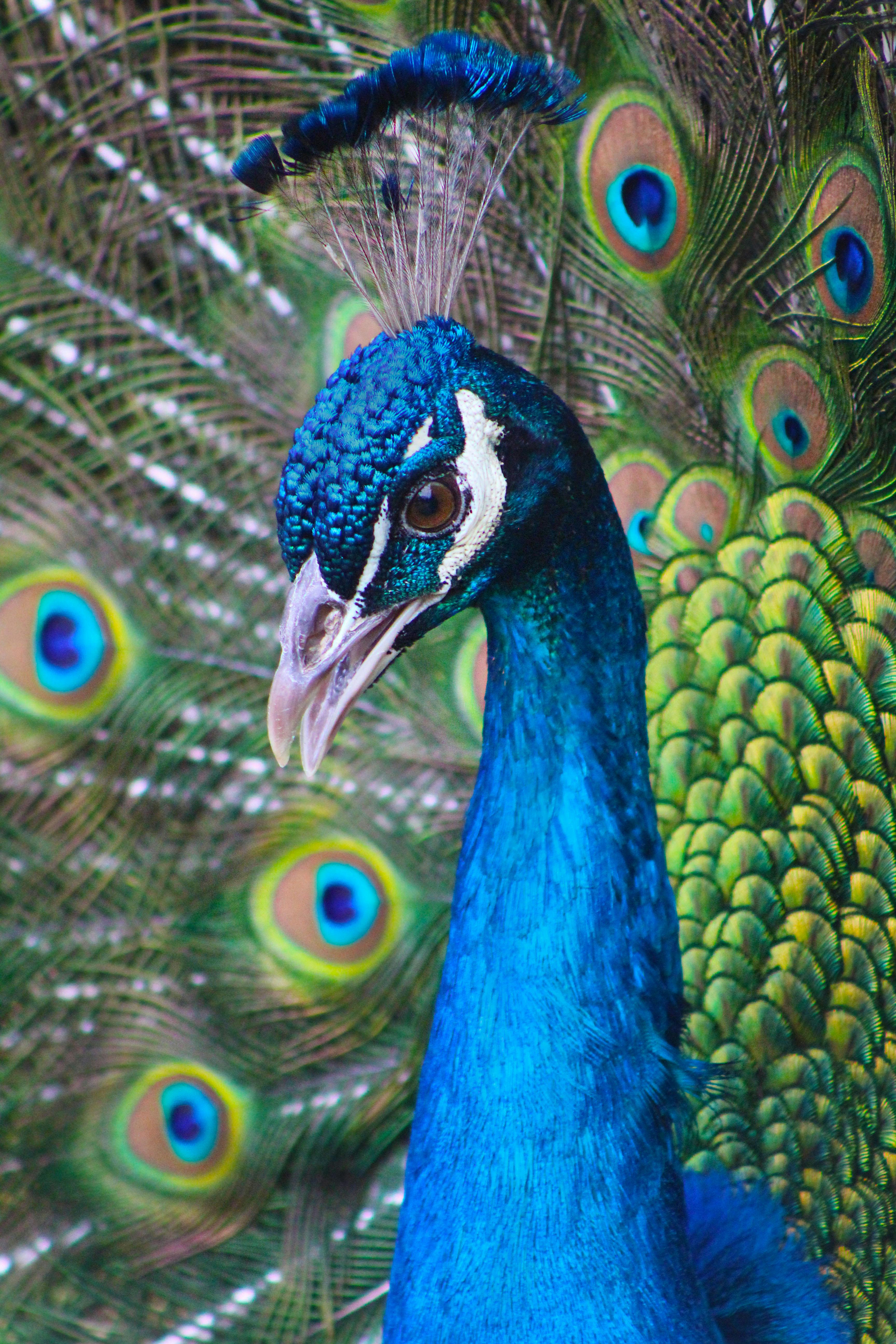 georgia wild animal safari georgia wild animal safari