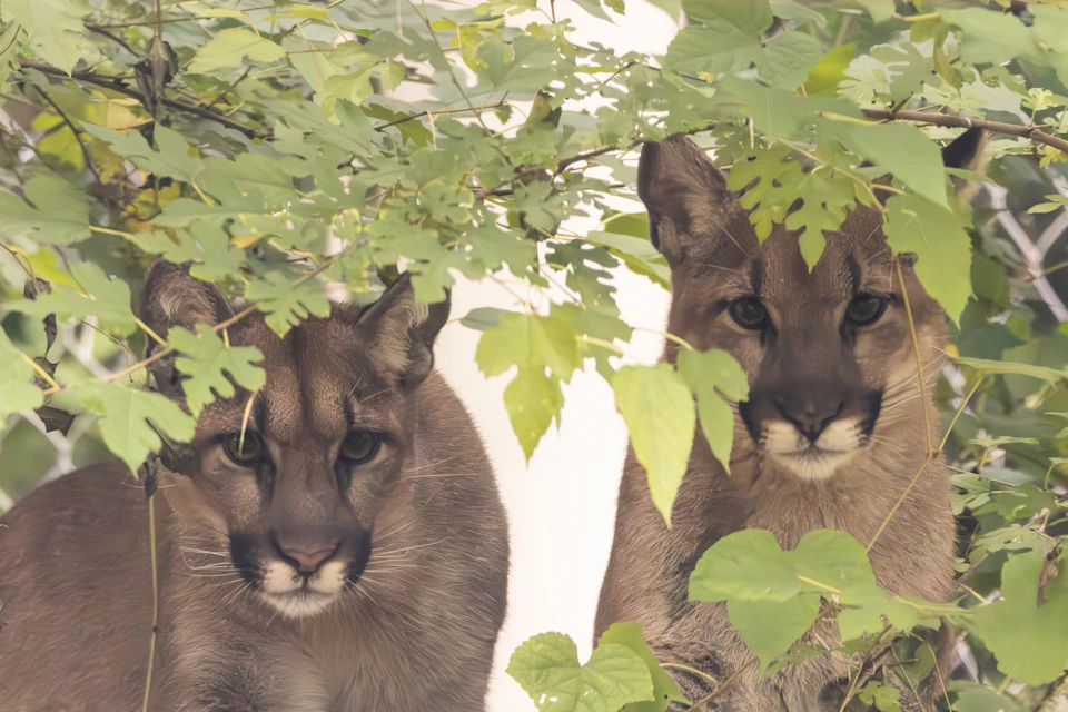Two pumas with brown fur peer through green foliage, their faces partially obscured by leaves.