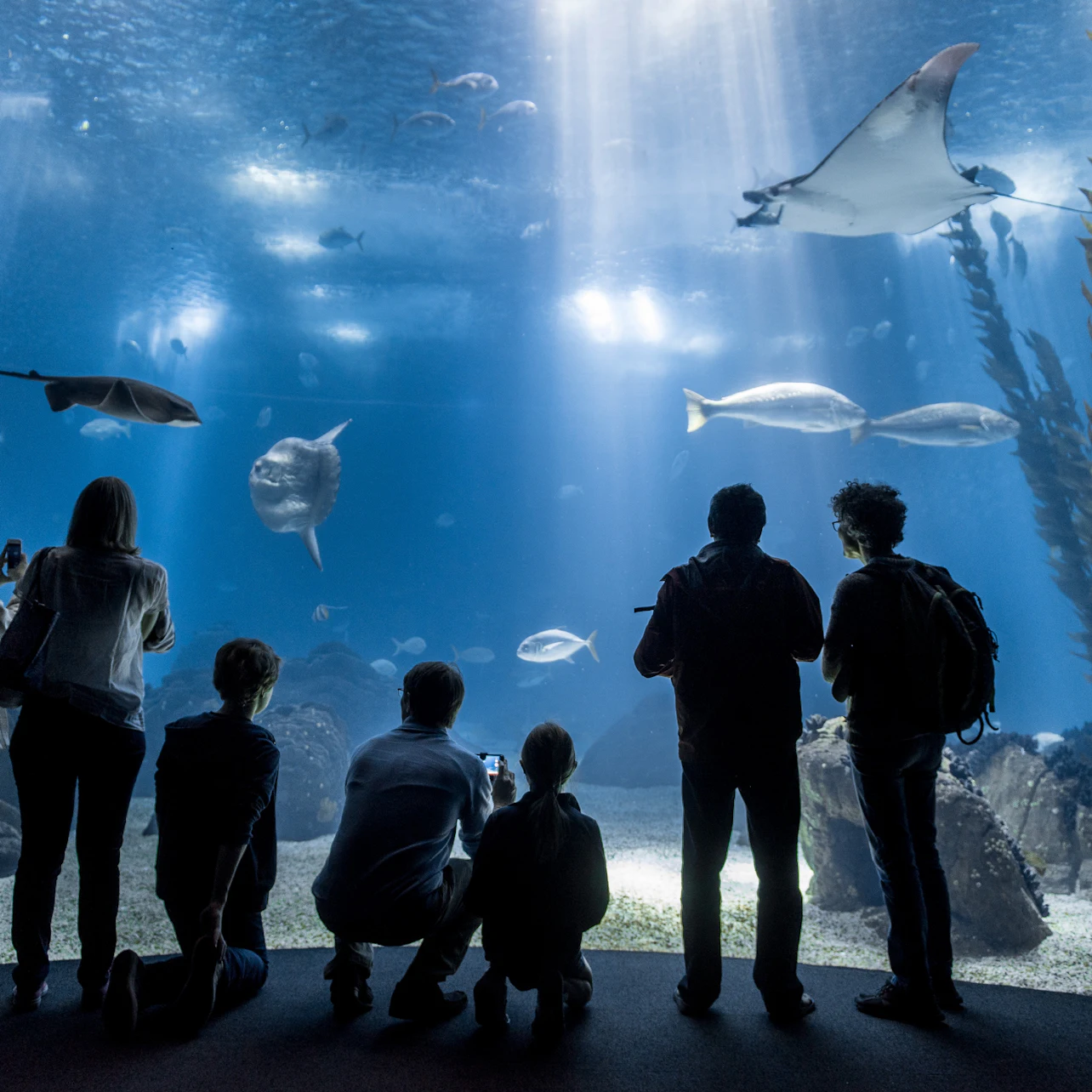 Oceanário de Lisboa: Entry Ticket in Lisbon – Tiqets