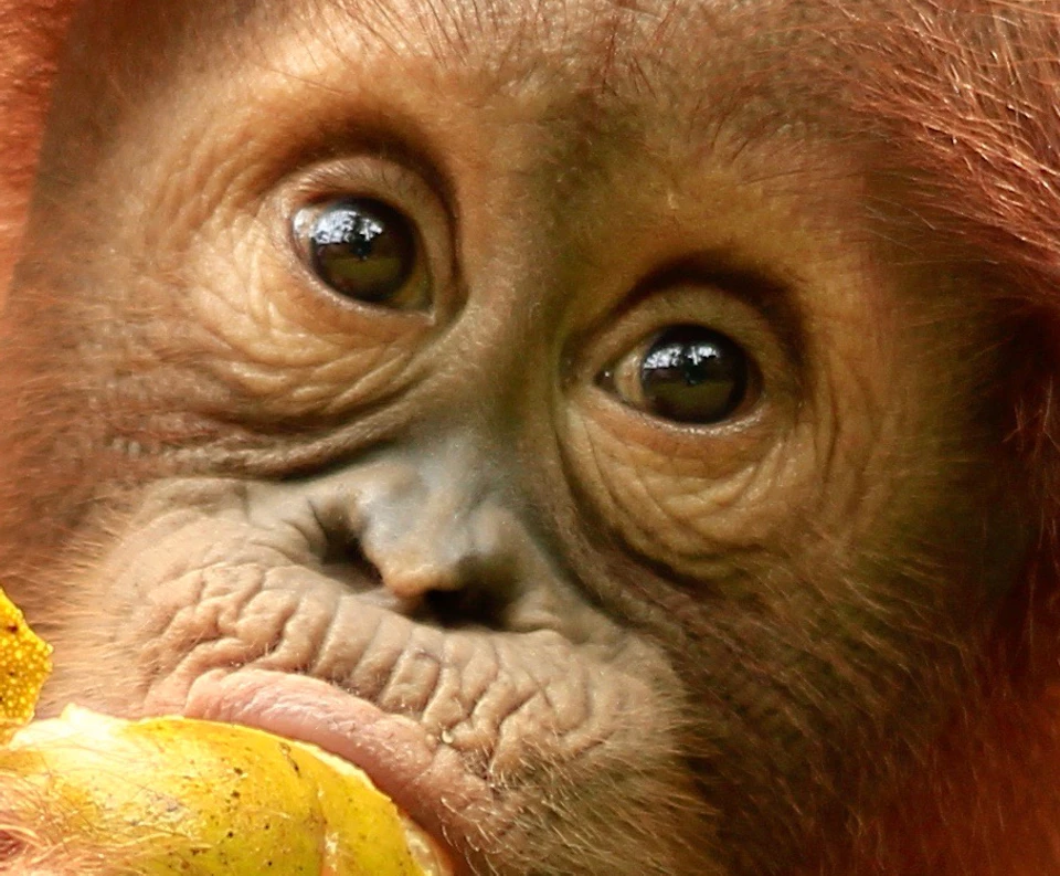A young orangutan with fluffy orange hair eating a fruit while sitting on grass, next to a pineapple.