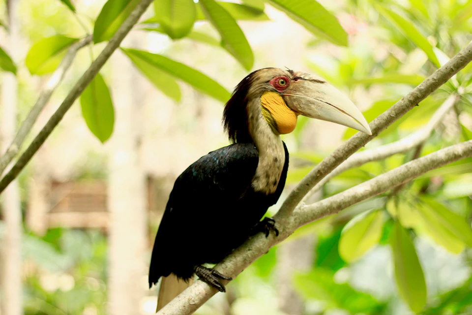 A hornbill with a white beak and yellow throat perches on a tree branch surrounded by leaves and greenery.