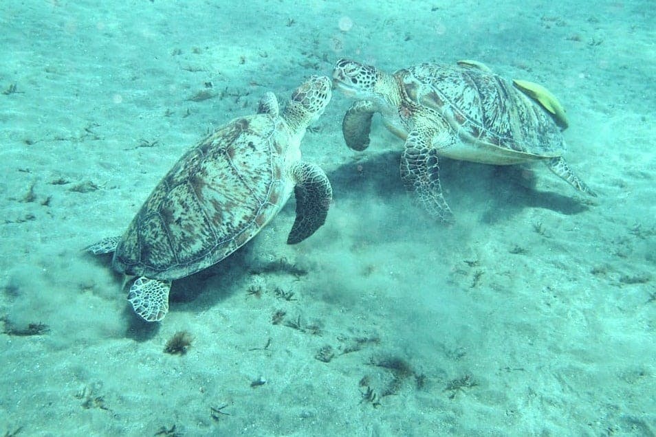 Δύο θαλάσσιες χελώνες