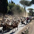 古代アッピアの道を行く羊の群れ