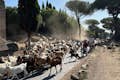 Stádo ovcí na starověké Appianově cestě
