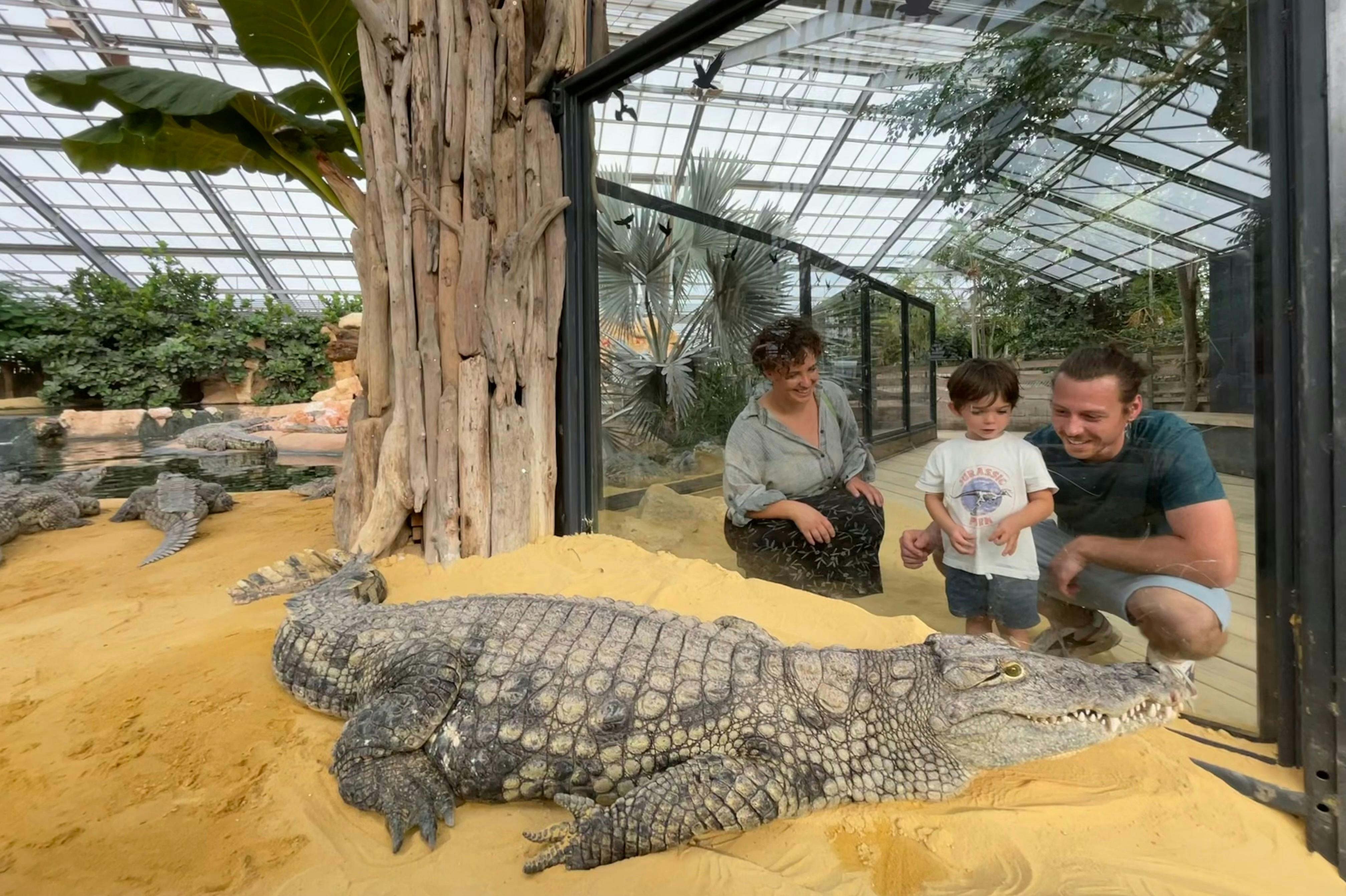 Una família observa un cocodril a través del vidre en un recinte del zoològic, amb sorra i plantes visibles a l'interior de l'hàbitat.