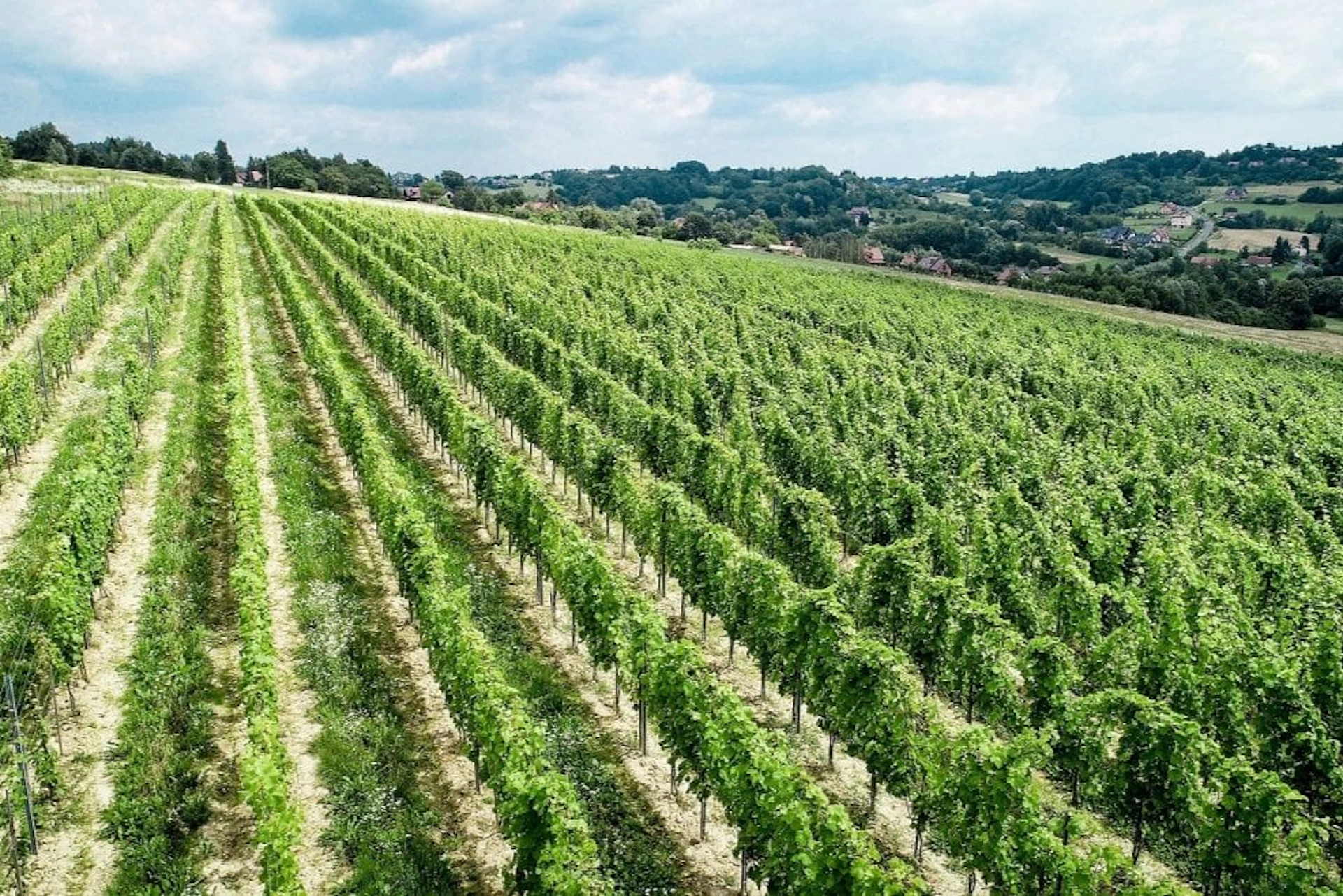 Grapes