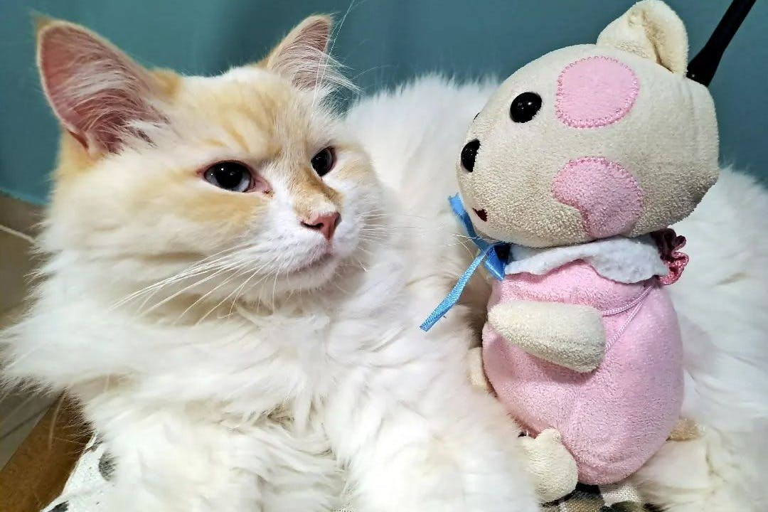 Candy, our Siberian cat with her favorite toy.