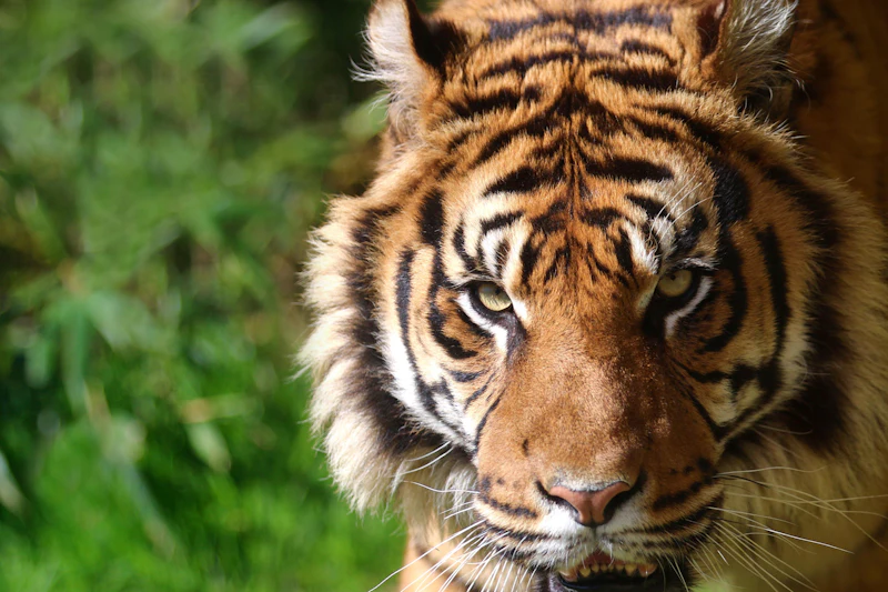 Parc zoologique de Champrepus