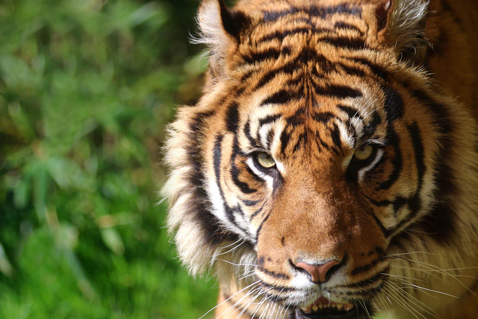 A close-up of a tiger's face with sharp eyes and detailed fur pattern, set against a blurred green natural background.