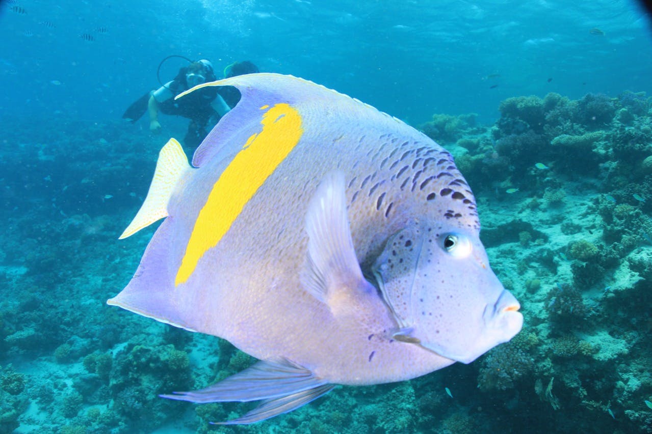 후르가다: 가이드와 함께하는 스쿠버다이빙 체험 + 왕복 교통편 + 점심 식사