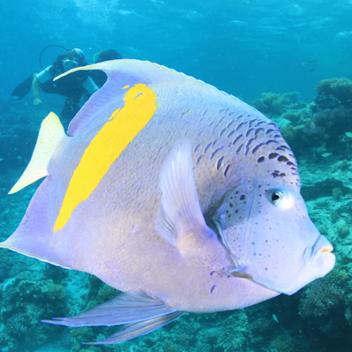 Hurghada: Guided Scuba Diving Experience + Roundtrip Transfer + Lunch - Photo 13