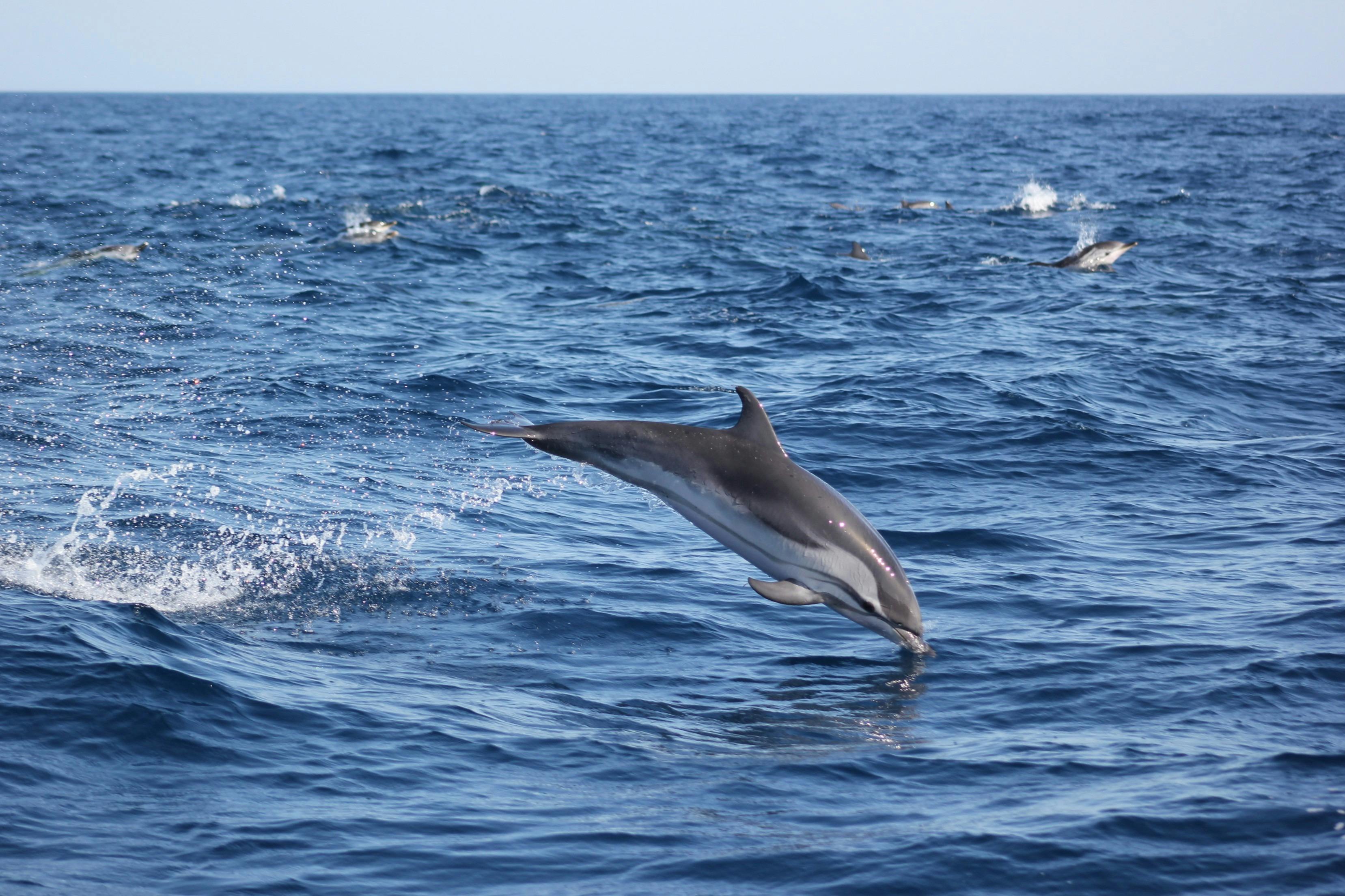 ストライプドルフィン