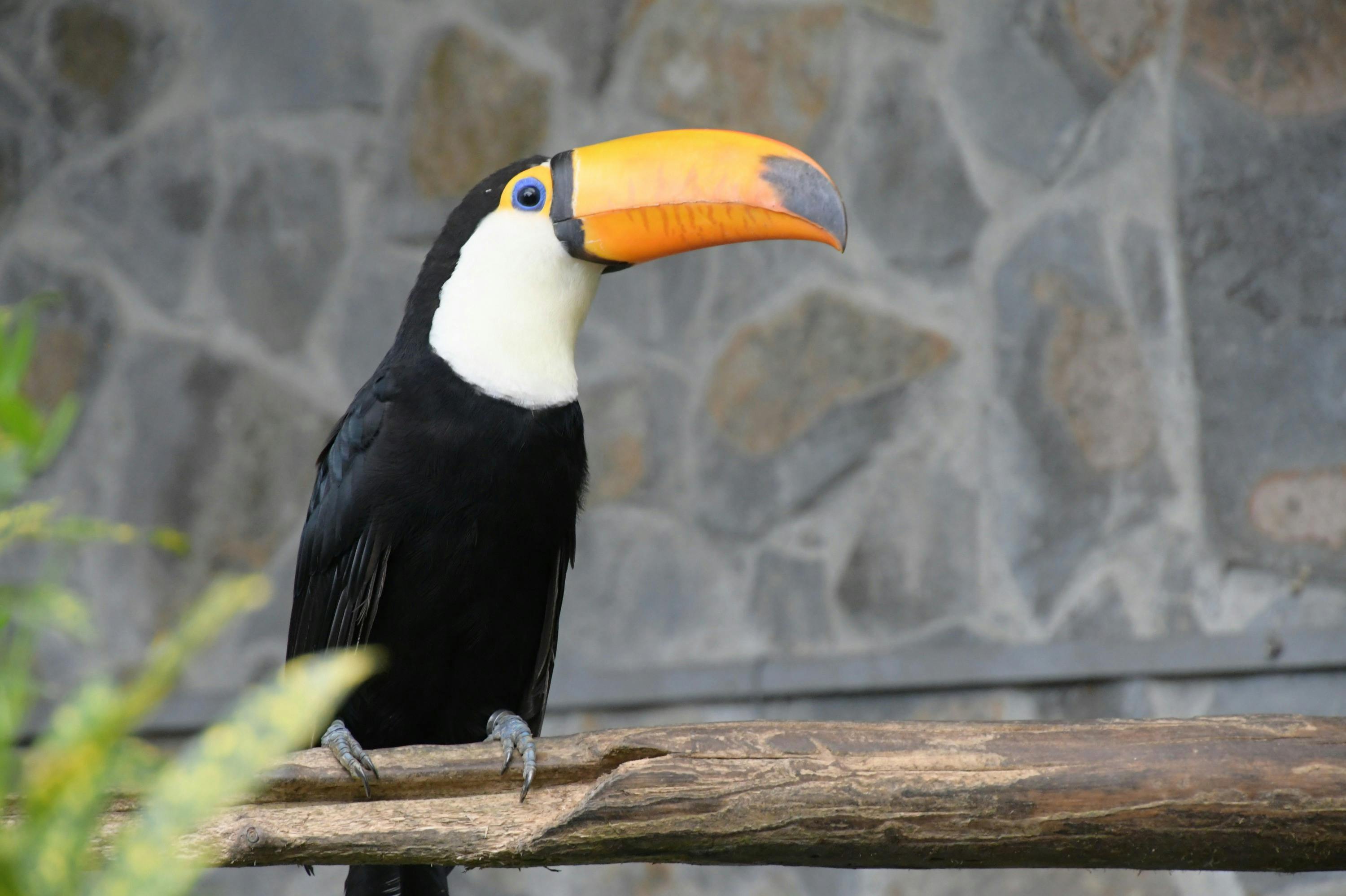 A toucan perched on a wooden branch against a stone wall background.