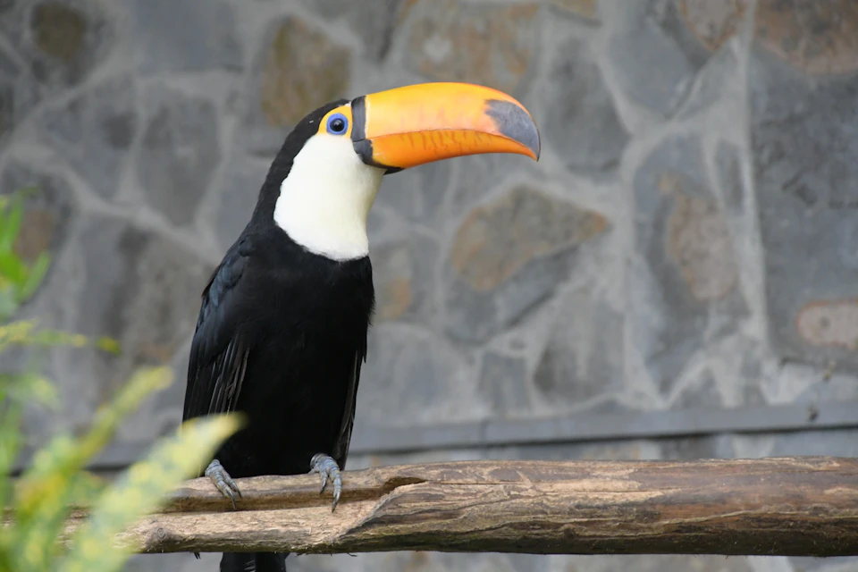 Phoenix Valley Bird Park Nantou: Entry Ticket + Fault Preservation Park Visit